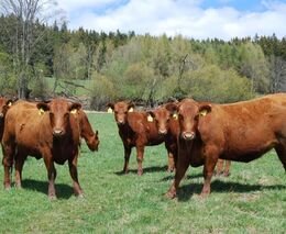 České lesy jsou plné krav, alespoň podle zemědělců