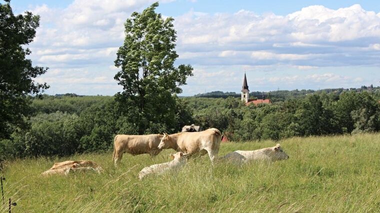 Dotace ani regulace nic neřeší