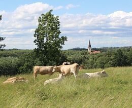 Dotace ani regulace nic neřeší