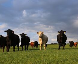 Na jatkách budou instalovány kamery. MZe to zavádí v novele zákona na ochranu zvířat proti týrání
