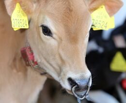 Budějovická výstava Země živitelka může mít rekordní návštěvnost, míní Výborný