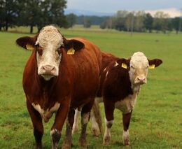 Ekofarem přibývá a daří se jim. Příkladem je rodinná Farma Moulisových nedaleko Plzně