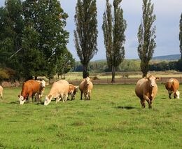  Klíčem k udržitelnějšímu chovu krav by podle vědců mohl být extrakt z narcisu