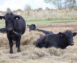 Zvířata žijící volně na pastvinách mají zdravý a šťastný život, říká Jan Žák z Farmy Rudimov