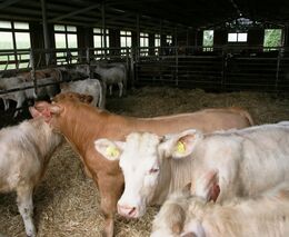 Při utrácení zvířat kvůli slintavce obdrží chovatelé náhradu podle ceny zvířete