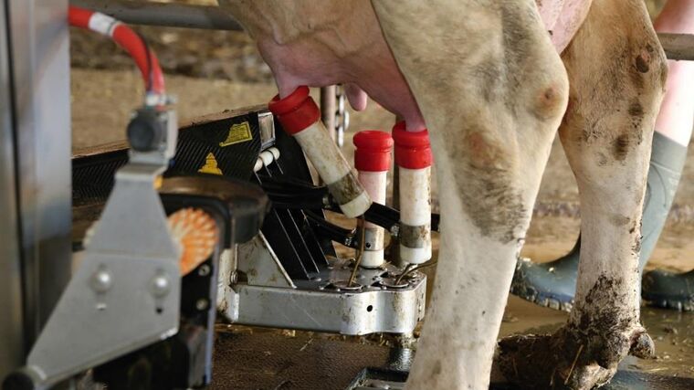Výborný: Od úterý začnou kvůli slintavce preventivní testy mléka z jižní Moravy