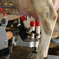 Neudržitelné, tratíme miliony. Zemědělci si stěžují na nízké výkupní ceny mléka