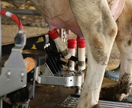 Výborný: Od úterý začnou kvůli slintavce preventivní testy mléka z jižní Moravy