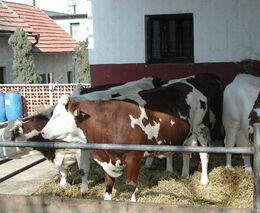 Jak dál s produkcí mléka a skotu?