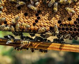 Medu je moc. Čeští včelaři potřebují zdražit, ale nemohou