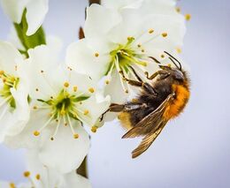 Kofein může čmelákům pomáhat při účinnějším opylování, píše The Guardian