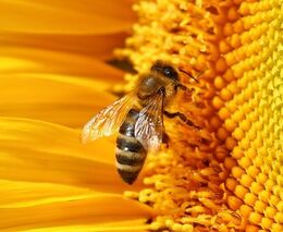 Nizozemská města přišla na to, jak udržet populaci včel. Zavádí včelí zastávky a hotely