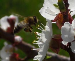 Europoslanci jednali o občanské iniciativě za záchranu včel a zemědělců
