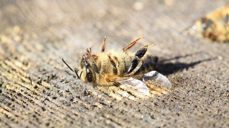 Výzkum odhalil, jak i malé množství insekticidů likviduje užitečný hmyz