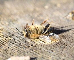 Průzkum: V letošní zimě uhynulo méně včelstev než v předešlých letech