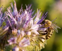 Včely přestávají bzučet. Pro přírodu i lidi to může znamenat katastrofu