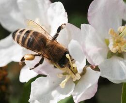 Včely rekordně hynou, ale stáčení medu zatím vypadá nadějně