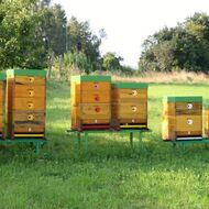 V Česku ubývá včelařů. Nové i z řad dětí se snaží na Benešovsku nalákat včelař Miroslav Dvořák