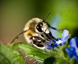 Bláznivé počasí mělo vliv i na včely. Potřebují snůšku, ale už toho moc nepokvete, říká farmář 