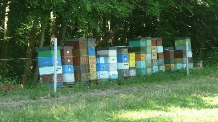 Zlínský kraj letos rozdělí mezi 123 včelařů téměř 1,2 milionu Kč