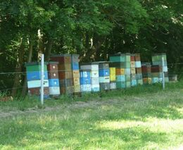 Zlínský kraj letos rozdělí mezi 123 včelařů téměř 1,2 milionu Kč