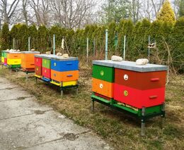 Včelařů a včelstev v Česku ubývá, od nové vlády čekají vyšší podporu