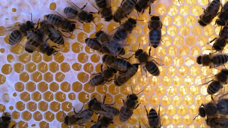 Včelaři se zvýšeným výskytem původce varroázy musí do půlky dubna ošetřit svá včelstva