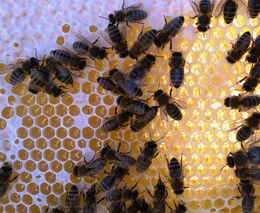 Včelaři se zvýšeným výskytem původce varroázy musí do půlky dubna ošetřit svá včelstva