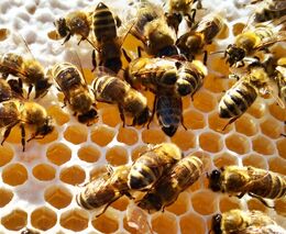 České včelaře opět potrápily zvýšené zimní ztráty včelstev