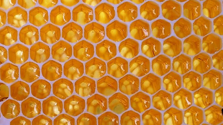 Produkce medu v ČR znovu klesla, je ho nejméně za pět let