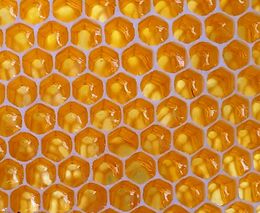Produkce medu v ČR znovu klesla, je ho nejméně za pět let