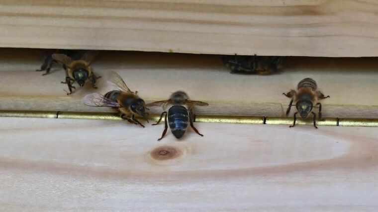 V Berlíně protestovali včelaři kvůli používání glyfosátu