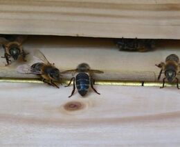 V Berlíně protestovali včelaři kvůli používání glyfosátu