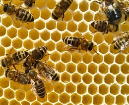 Ve Spojených státech schválili první vakcínu pro včely, ochrání je proti moru