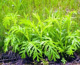 Nedílná součást plevelových společenstev - plevele z čeledi Asteraceae – Hvězdnicovité