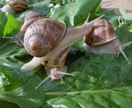 Helena Přikrylová: „Od šneků se učíme v tomto uspěchaném světě trochu zpomalit tempo“