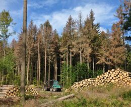 Jaká jsou aktuální ohrožení našich lesů?