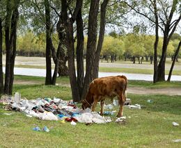 Vědci z MENDELU varují před možnými dopady plastů na půdní organismy, organickou hmotu i rostliny