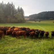 Hovězí – Procházka