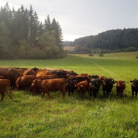 Hovězí – Procházka