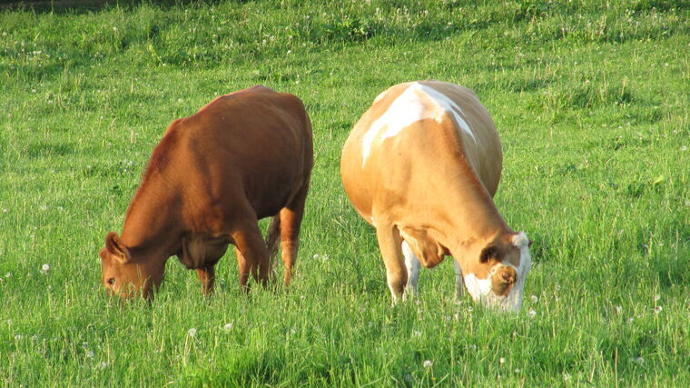 Lepší dozor v oblasti týrání zvířat: Změny přinesou více inspektorů v terénu