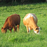 Lepší dozor v oblasti týrání zvířat: Změny přinesou více inspektorů v terénu