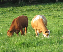 Lepší dozor v oblasti týrání zvířat: Změny přinesou více inspektorů v terénu