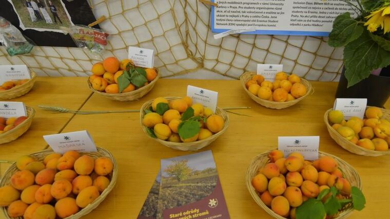 Pozvánka na druhou letošní výstavu starých odrůd ovoce