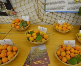 Pozvánka na druhou letošní výstavu starých odrůd ovoce