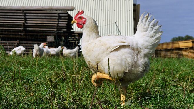 Střítežské fojtství 