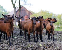 Chovat malé přežvýkavce, to je velká radost, ale i nezanedbatelná starost, soudí Richard Konrád 