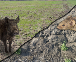 Škody hrabošem nebo spárkatou? Předcházet oběma se vyplatí a stát musí být připraven