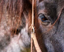 Po tátově smrti převzala jeho řemeslo. 23letá Zuzana stahuje dřevo koňmi