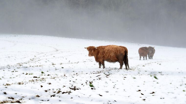 Přehodnotí EU hromadné porážky hospodářských zvířat?